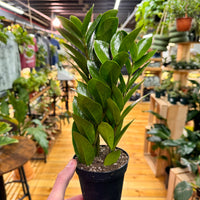 Zamioculas Zamiifolia 'ZZ', Indoor / Outdoor Houseplants