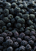 Rubus canadensis, Blackberry 'Apache' Fruit Shrub - Live Plant