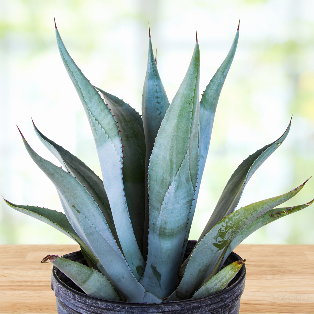 agave house plant Agave franzosinii