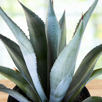 Agave Franzosinii Succulent Landscaping Plant