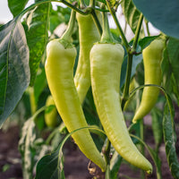 Sweet Banana Pepper Seeds, Dependable Heirloom Garden Vegetables