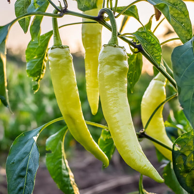 Sweet Banana Pepper Seeds, Dependable Heirloom Garden Vegetables