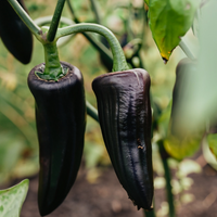 Black Jalapeno Seeds, Fun & Easy Garden Vegetables