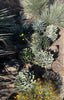 Agave Potatorum Kichiokhan Marginata, Variegated Succulent Plant