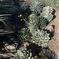 Agave Potatorum Kichiokhan Marginata, Variegated Succulent Plant