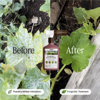 Organic Fungicide for Roses & Flower Plants By Arber