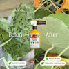 Organic Insecticide for Tomato & Vegetable Plants By Arber