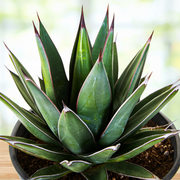 Arizona Smiles Agave Hybrid Plant