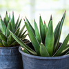 Arizona Smiles Agave Hybrid Plant