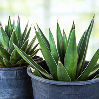 Arizona Smiles Agave Hybrid Plant