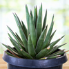 Arizona Smiles Agave Hybrid Plant