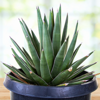 Arizona Smiles Agave Hybrid Plant