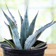 Agave Americana, Century Succulent Plant