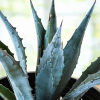 Agave Americana, Century Succulent Plant