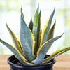 Agave Americana Variegata, Succulent Plant