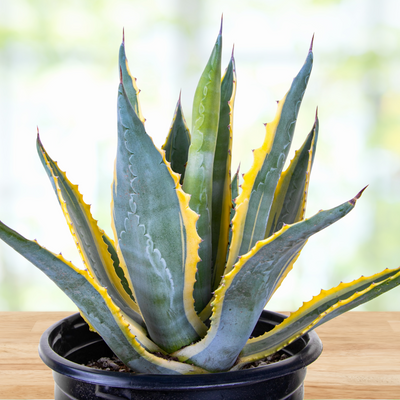 Agave Americana Variegata, Succulent Plant