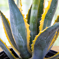 Agave Americana Variegata, Succulent Plant