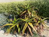 Aloe Cameronii, Indoor/Outdoor Succulent Plant