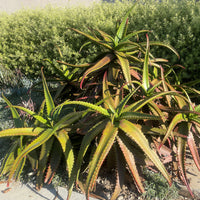 Aloe Cameronii, Indoor/Outdoor Succulent Plant