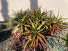 Aloe Cameronii, Indoor/Outdoor Succulent Plant