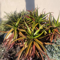 Aloe Cameronii, Indoor/Outdoor Succulent Plant