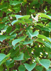 Actinidia arguta 'Prolific' Hardy Kiwi Fruit Vine - Live Plant