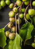 Actinidia arguta 'Prolific' Hardy Kiwi Fruit Vine - Live Plant