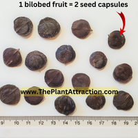 Nyctanthes Arbor Tristis 10 Seeds/5 Fruit, Fragrant Night Jasmine Shrub or Small Tree