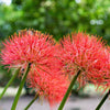 Haemanthus 3 Bulbs - African Blood Lily By Easy To Grow Bulbs