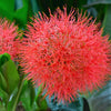 Haemanthus 3 Bulbs - African Blood Lily By Easy To Grow Bulbs