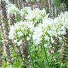 Agapanthus - Glacier Stream - 1 Bareroot