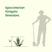 Agave Americana Variegata, Succulent Plant