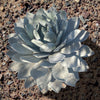 Agave Parryi Truncata Plant, Cold Hardy