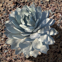 Agave Parryi Truncata Plant, Cold Hardy