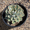 Agave Potatorum Kichiokhan Marginata, Variegated Succulent Plant