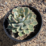 Agave Potatorum Kichiokhan Marginata, Variegated Succulent Plant