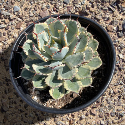 Agave Potatorum Kichiokhan Marginata, Variegated Succulent Plant