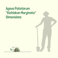 Agave Potatorum Kichiokhan Marginata, Variegated Succulent Plant