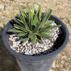 Variegated Queen Victoria Agave Plant
