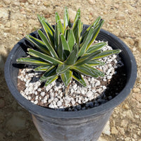 Variegated Queen Victoria Agave Plant