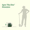 Agave 'Blue Glow' Landscaping Plant