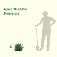 Agave 'Blue Glow' Landscaping Plant