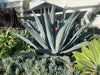 Agave Americana, Century Succulent Plant