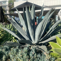 Agave Americana, Century Succulent Plant