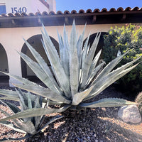 Agave Americana, Century Succulent Plant