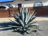 Agave Americana, Century Succulent Plant