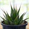 Agave Montana, Landscape Succulent Plant