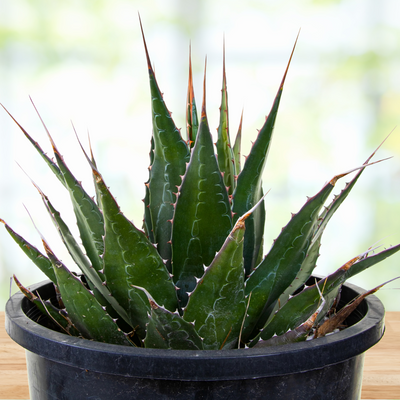 Agave Montana, Landscape Succulent Plant