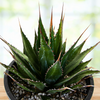 Agave Montana, Landscape Succulent Plant