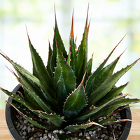 Agave Montana, Landscape Succulent Plant